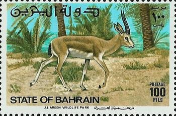 Persian Gazelle (Gazella subgutturosa), Male