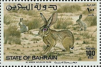 Cape Hare (Lepus capensis)
