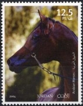 Arabian Horses