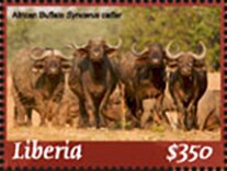 African Buffalo
