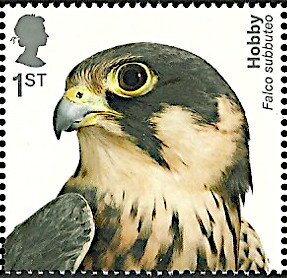Eurasian Hobby (Falco subbuteo)