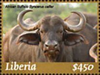 African Buffalo