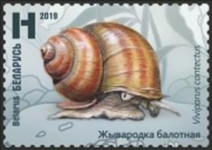 Stamp, Lister's River Snail (Viviparus contectus), Belarus,  , Animals (Fauna), Snails and Slugs