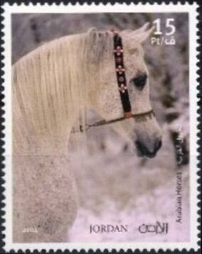 Arabian Horses
