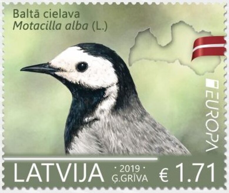White Wagtail (Motacilla alba)