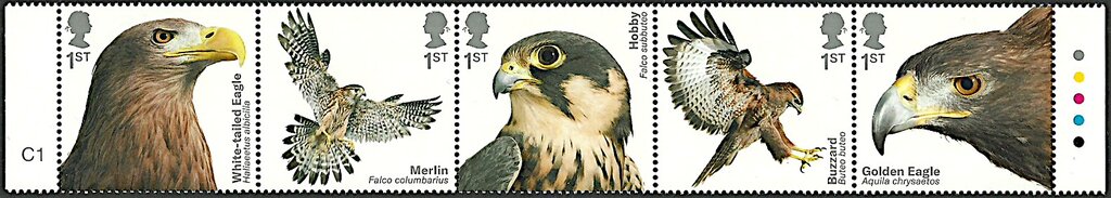 Birds Of Prey