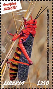 Stamp, Grasshoppers, Liberia,  , Insects