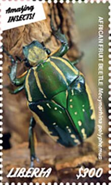 Beetles