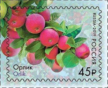 Apples of Russia : Orlik