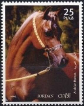 Arabian Horses