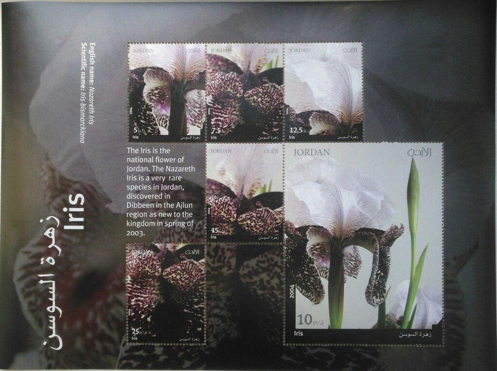 Nazareth Iris