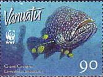 Giant Grouper (Epinephelus lanceolatus)