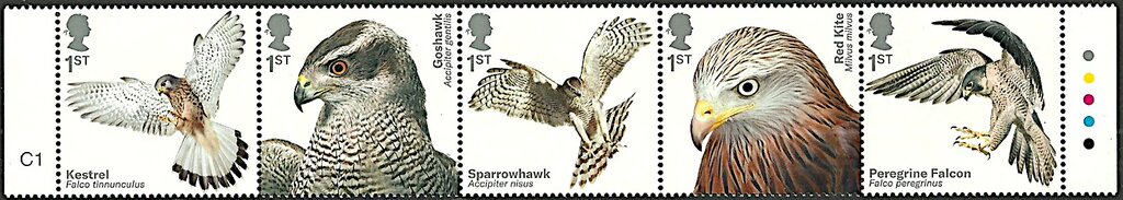 Birds Of Prey