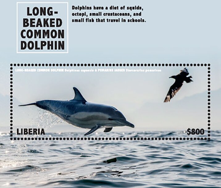 Long-Beaked Common Dolphin
