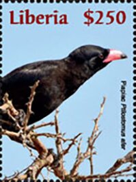 Piapiac (Ptilostomus afe)