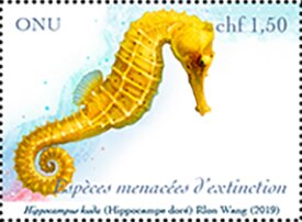 Common seahorse (Hippocampus kuda)