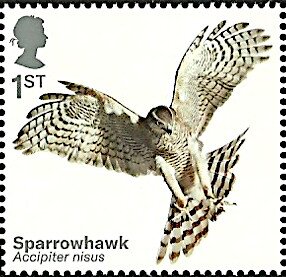 Eurasian Sparrowhawk (Accipiter nisus)