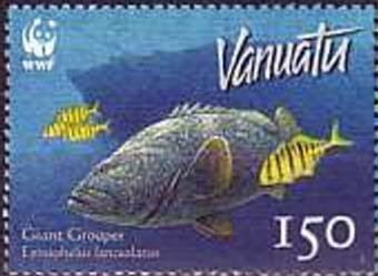 Giant Grouper (Epinephelus lanceolatus)