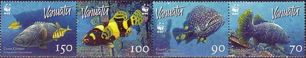 Giant Grouper (Epinephelus lanceolatus)