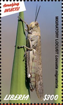 Grasshoppers