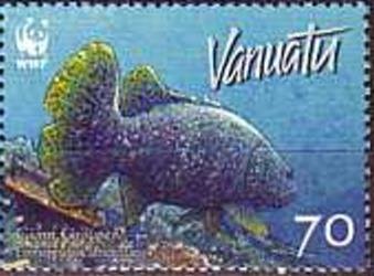 Giant Grouper (Epinephelus lanceolatus)