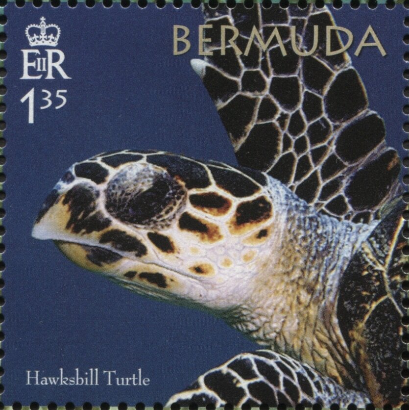 50th Anniversary of the Bermuda Turtle Project