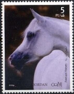 Arabian Horses