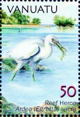 Pacific Reef Heron (Egretta sacra)