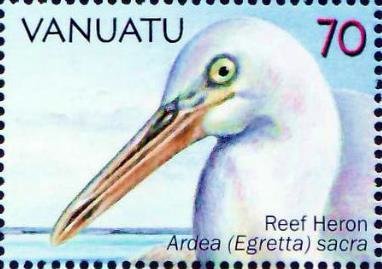 Pacific Reef Heron (Egretta sacra)