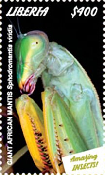 Giant African Mantis