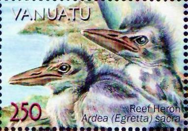 Pacific Reef Heron (Egretta sacra)