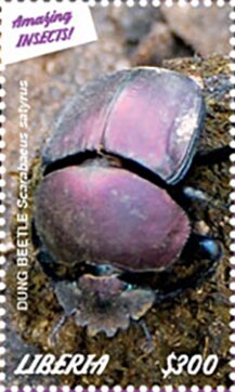 Dung Beetle