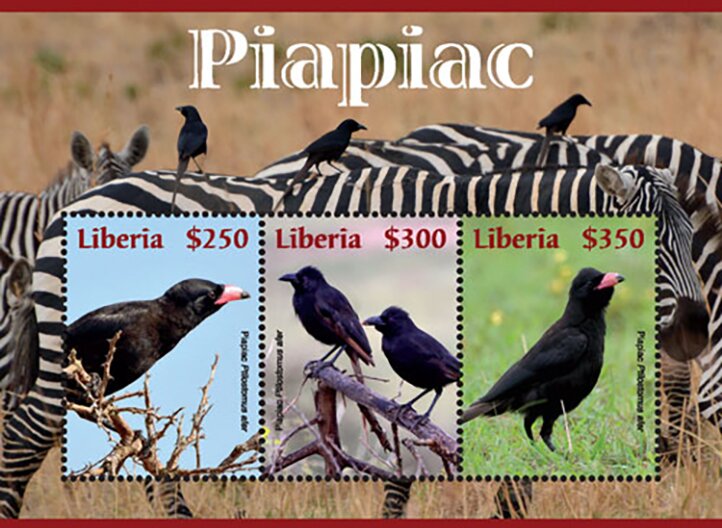 Piapiac (Ptilostomus afe)