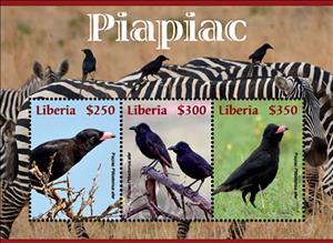 Souvenir Sheet, Piapiac (Ptilostomus afe), Liberia,  , Animals (Fauna), Birds