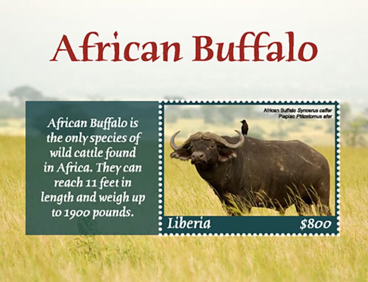 African Buffalo