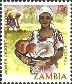 Women picking mushrooms