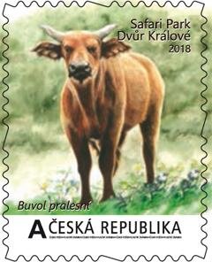 Velké africké expedice I. - Buvol pralesní