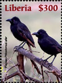 Piapiac (Ptilostomus afe)