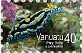Sea Slug (Phyllidia coelestis)