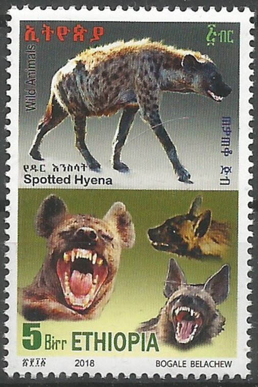 Spotted Hyena (Crocuta crocuta)