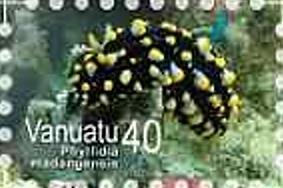 Nudibranch (Phyllidia madangensis)