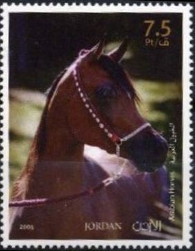 Arabian Horses