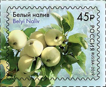 Apples of Russia : Belyi Naliv