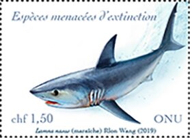 Porbeagle Shark (Lamna nasus)