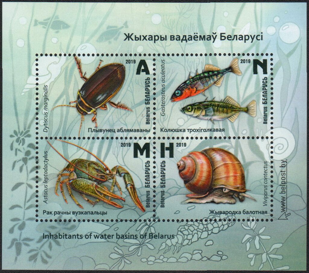 Wildlife in Belarusian Wetlands