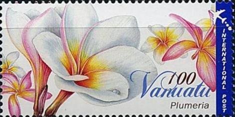 Flower of White Jasmine Tree (Plumeria alba)