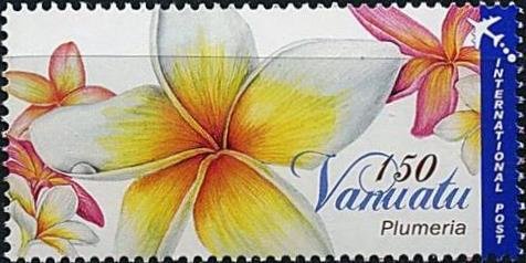 Flower of White Jasmine Tree (Plumeria alba)
