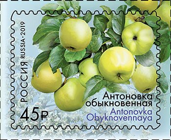 Apples of Russia : Antonovka Obyknovennaya