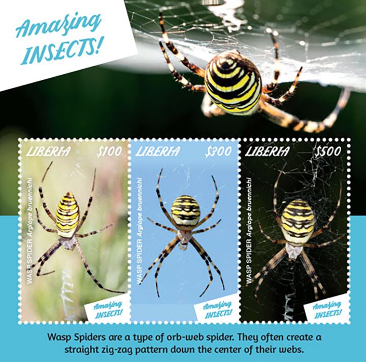 Wasp Spider