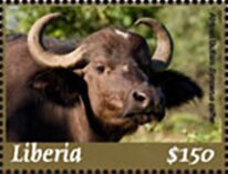 African Buffalo